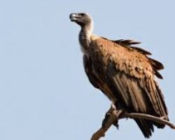 WHAT DOES IT MEAN TO DREAM OF A VULTURE